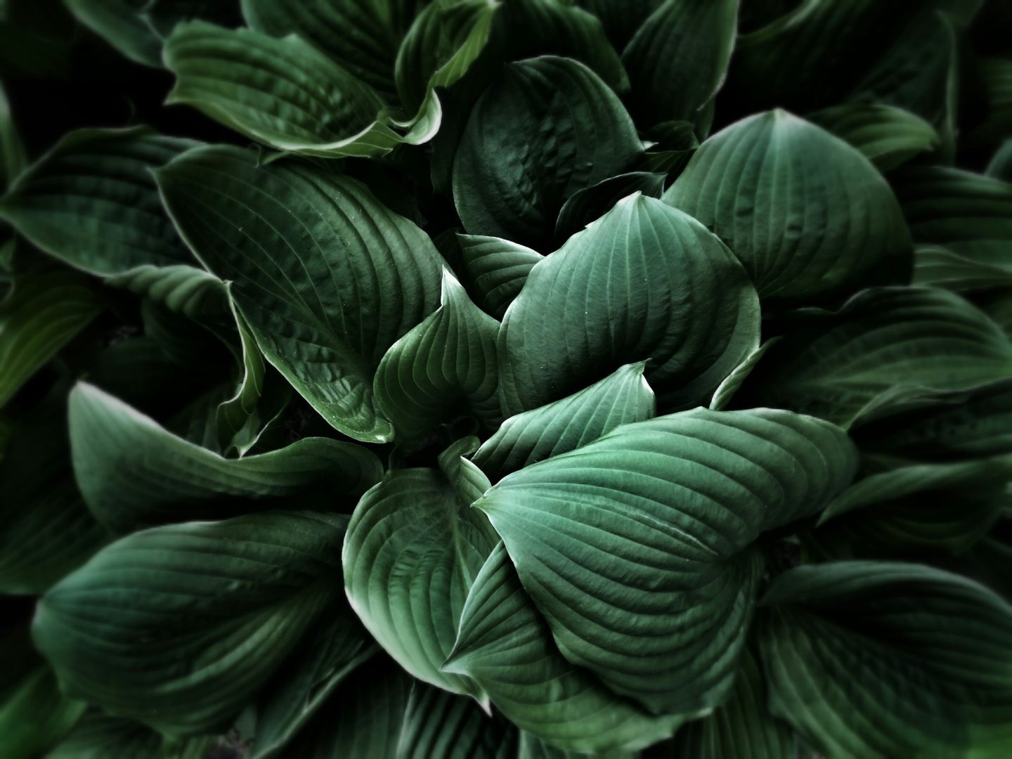 Green leaves