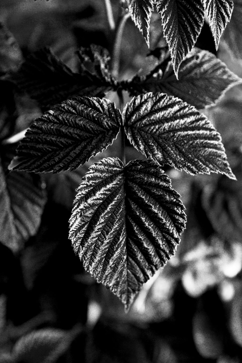 Raspberry leaves on a black and white background. Top view.